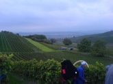 Weinernte Regent 2011