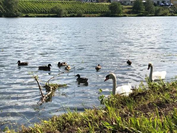 Ferienwohnung Moseldiamant