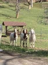 Ferienwohnung Dachsmühle - Natur und Tiere - Toll für Kinder und Wanderer