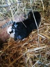 Ferienwohnungen Waldmann