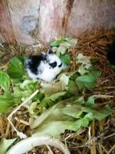 Ferienwohnungen Waldmann