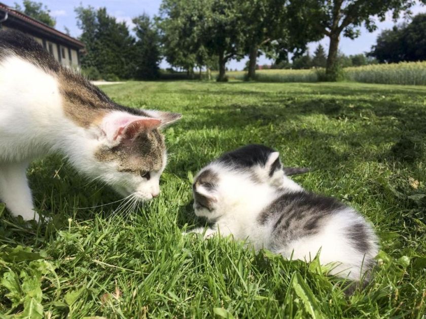 Ferienwohnungen Hof am Horn