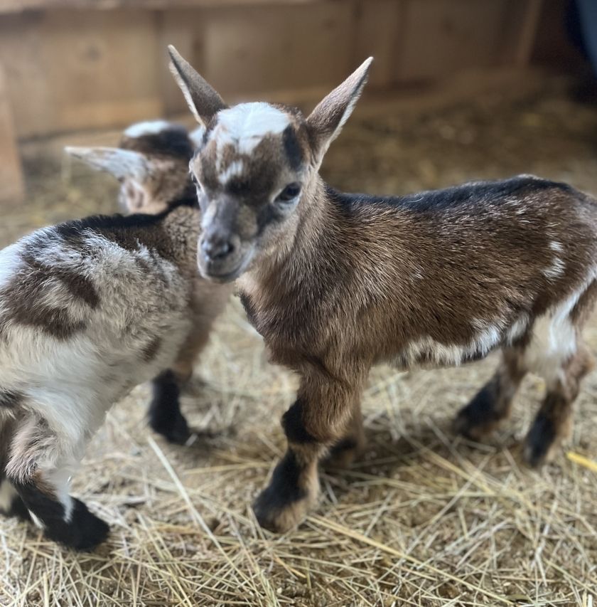 Ferienhof Brutoni Ferienwohnung Waldzauber 