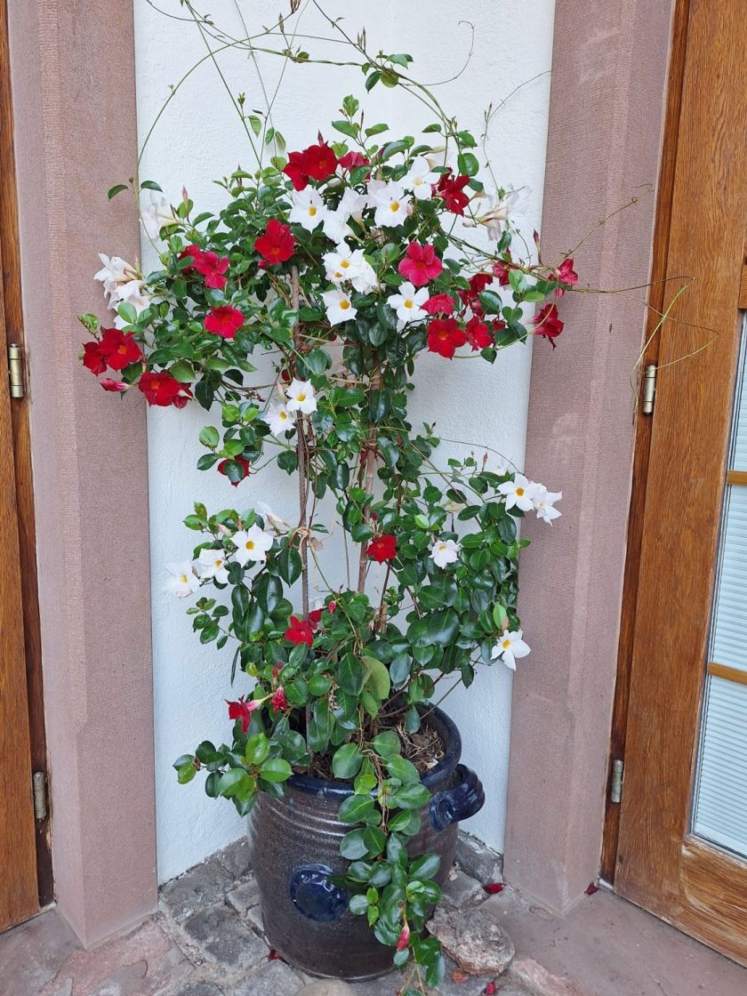 Ferienwohnung Seetalblick