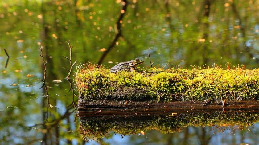 Märchensee Wendelsheim