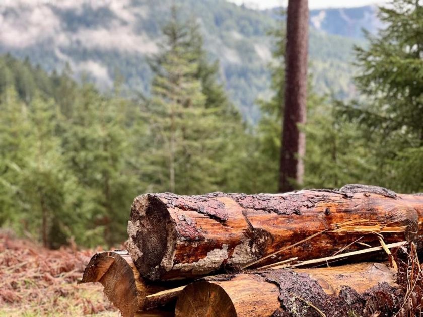 Ferienwohnung Tannenduft