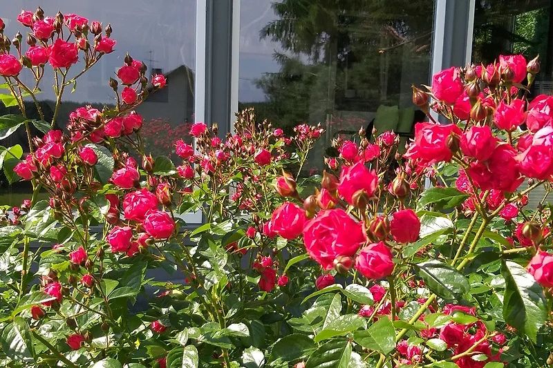 Appartement Eule im Haus Eifelstein