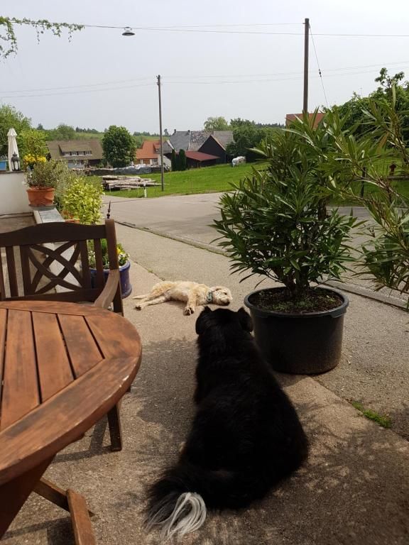 Gästehaus Wilder Mann