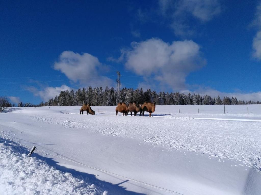Gästehaus Wilder Mann
