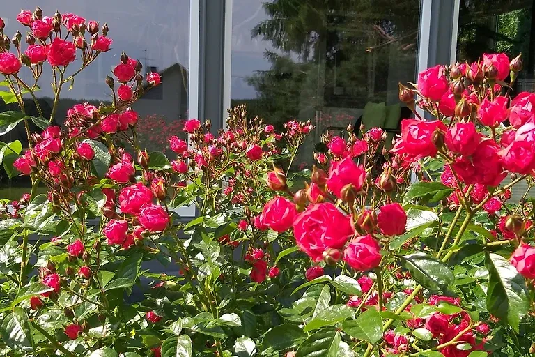 Appartement Igel im Haus Eifelstein