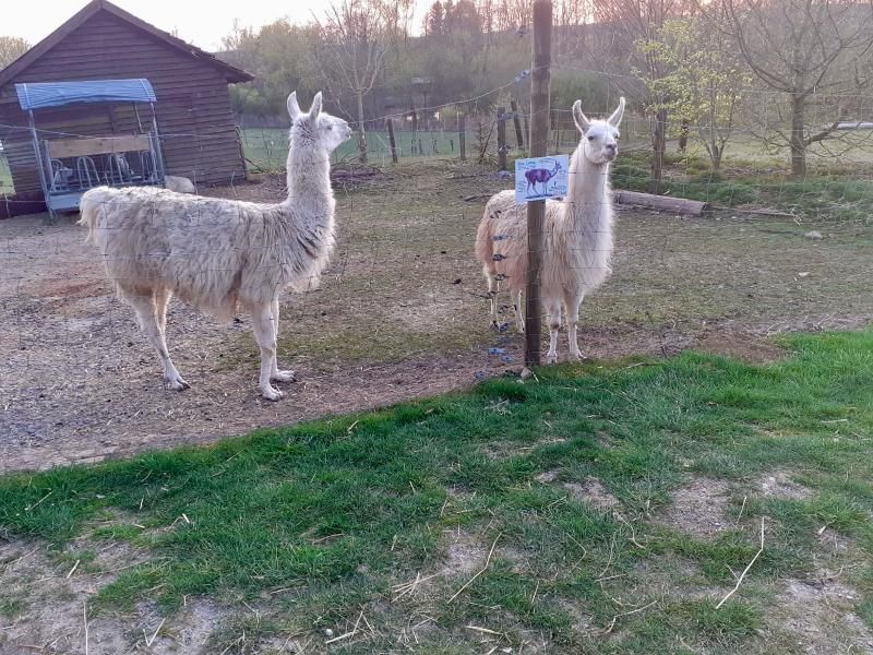 Ferienhaus am Ponyhof