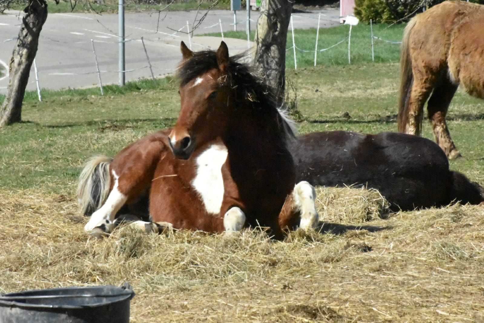 Ferienhaus am Ponyhof