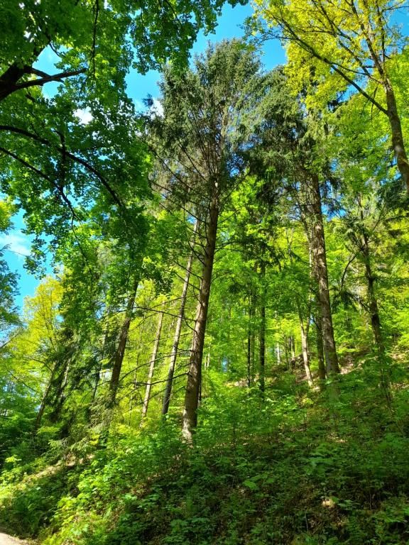 Ferienwohnungen am Enzufer