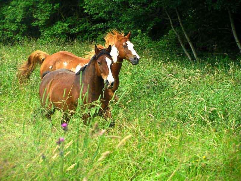 Steinäckerhof - Familienfreundlicher Bauernhof im Hunsrück