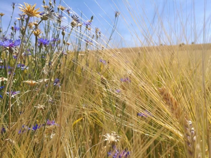 Steinäckerhof - Familienfreundlicher Bauernhof im Hunsrück