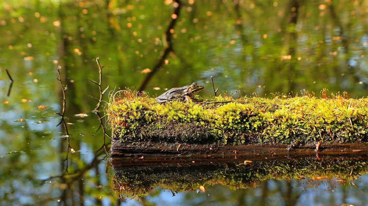 Märchensee Wendelsheim