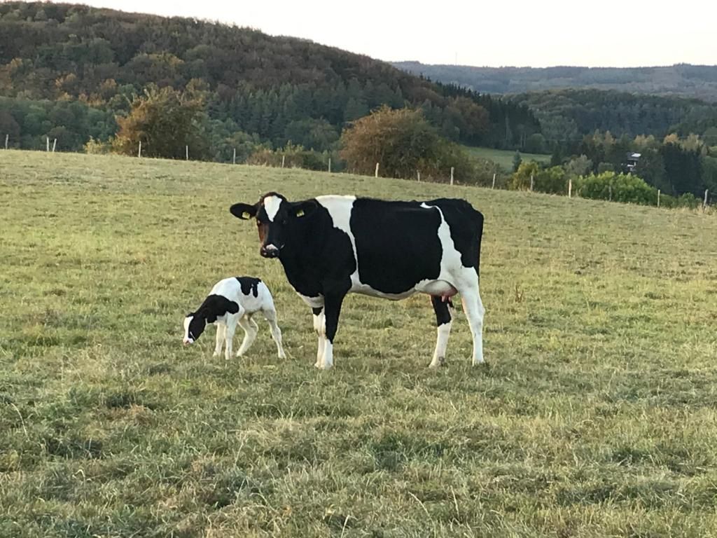 Ferienhaus Auf der Hill