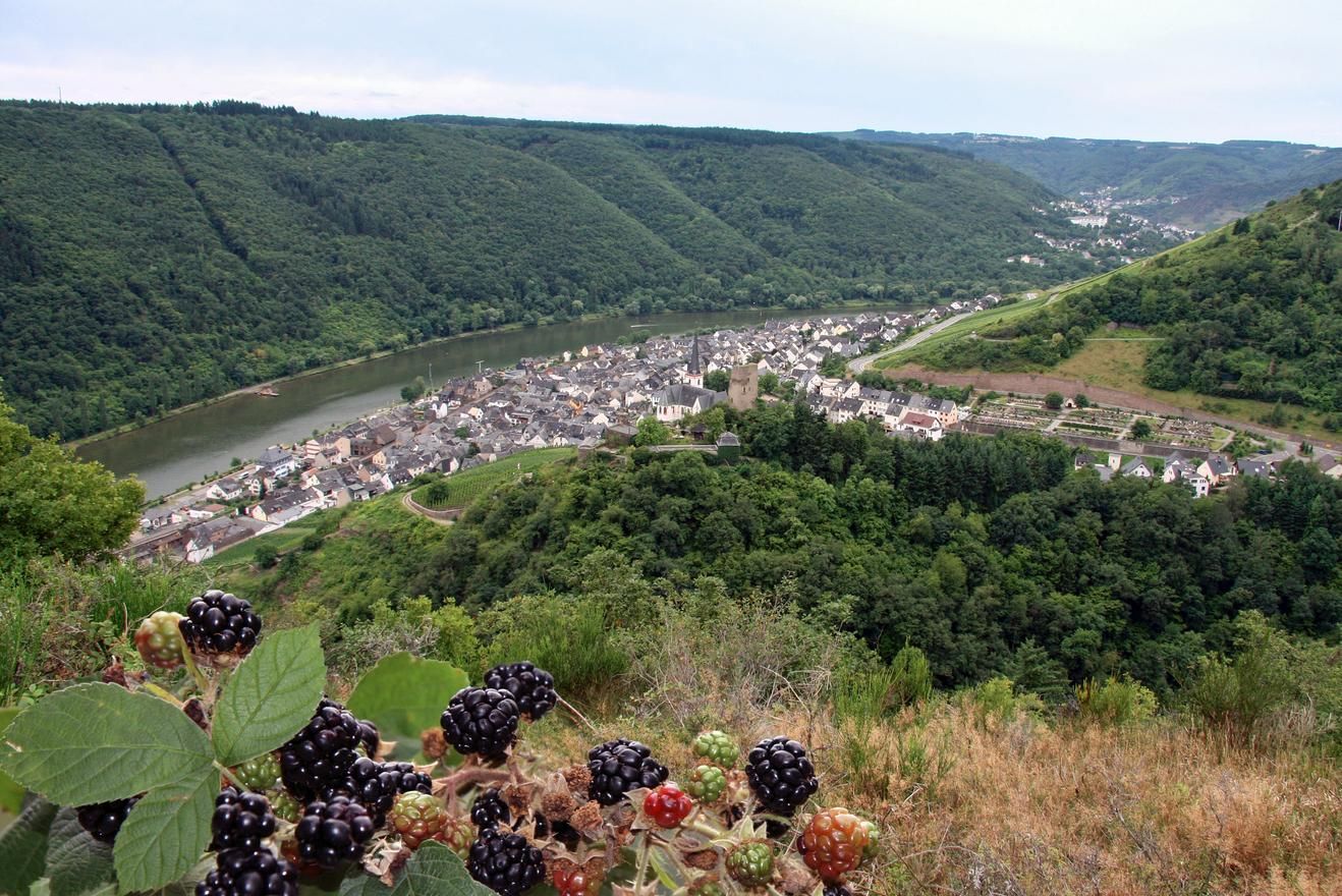 Ferienwohnung Zum Moselsteig