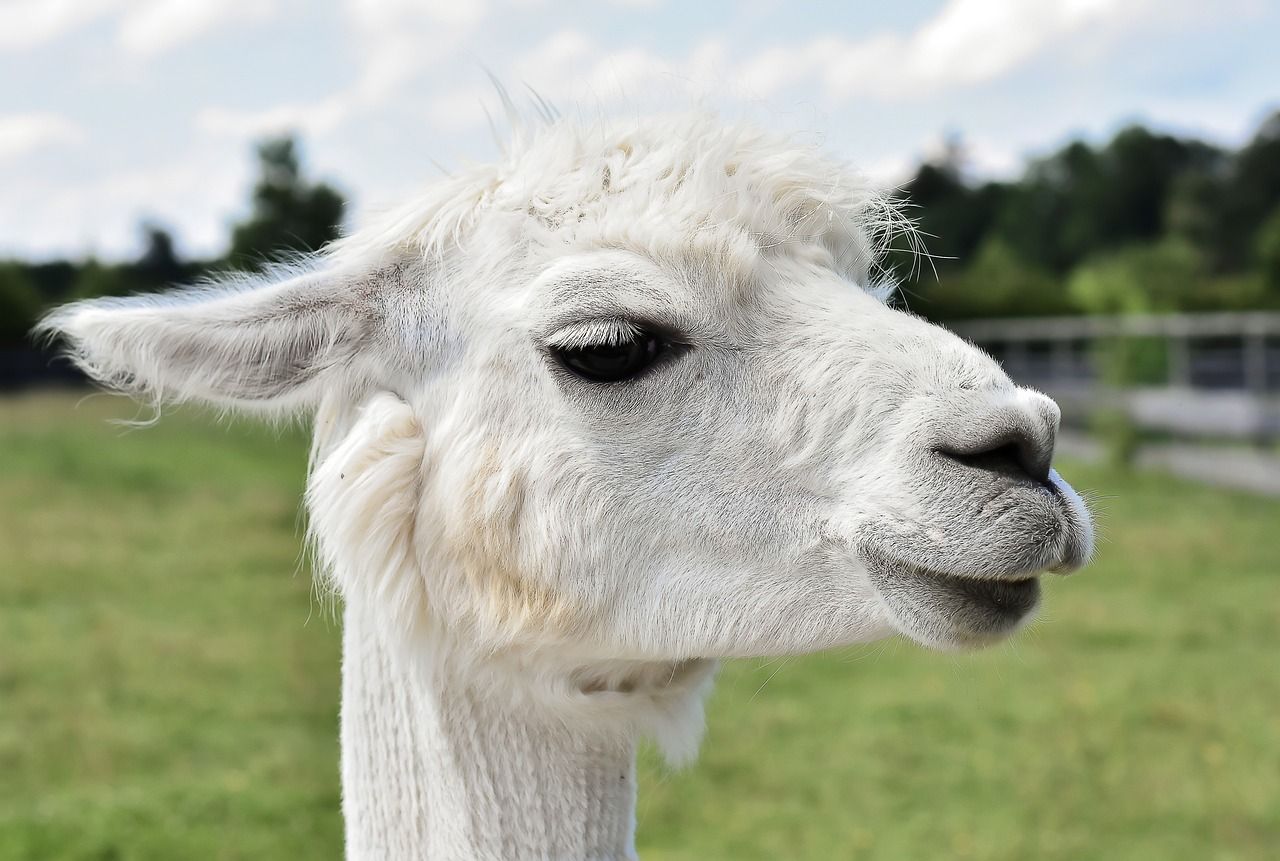 Alpakas und Lamas am Wildstein