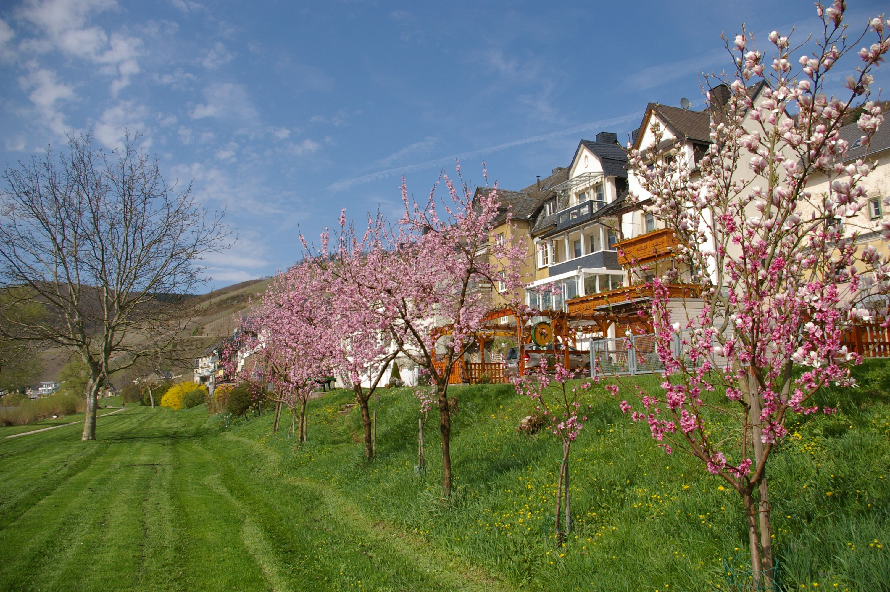 Waldecks Moselparadies in Traumlage ganz nah an der Mosel