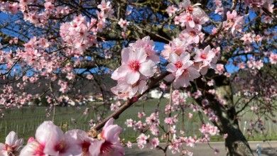 Mandelblüte