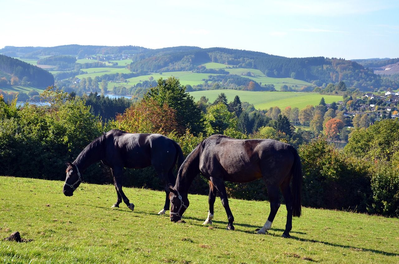 Hotels, Campingplätze und Ferienwohnungen in Drolshagen