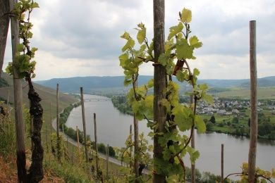 Fest der Römischen Weinstraße