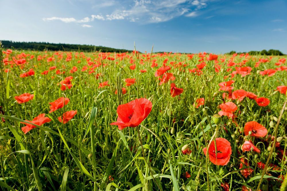 Traumschleife Soonwald 